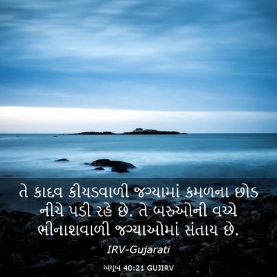 Picture 03 - અયૂબ 40:21 GUJIRV - તે કાદવ કીચડવાળી - Bible Verse Picture