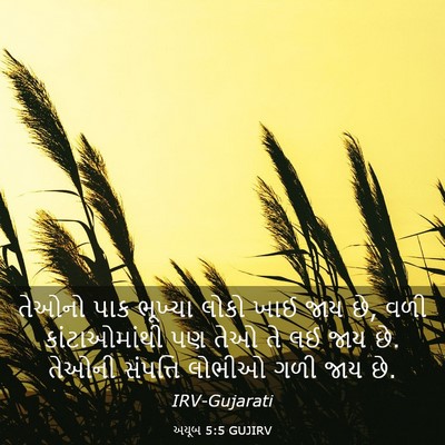 Picture 03 - અયૂબ 5:5 GUJIRV - તેઓનો પાક ભૂખ્યા - Bible Verse Picture