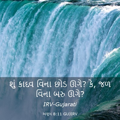 Picture 03 - અયૂબ 8:11 GUJIRV - શું કાદવ વિના છોડ - Bible Verse Picture