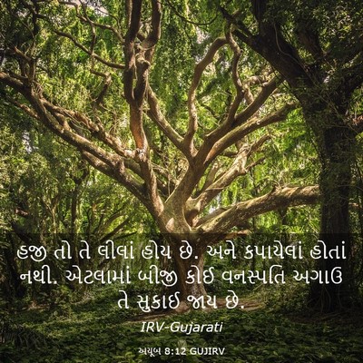 Picture 03 - અયૂબ 8:12 GUJIRV - હજી તો તે લીલાં હોય - Bible Verse Picture