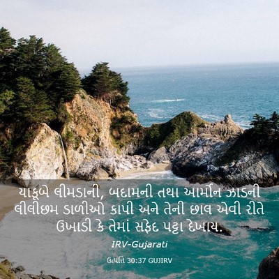 Picture 03 - ઉત્પત્તિ 30:37 GUJIRV - યાકૂબે લીમડાની, - Bible Verse Picture