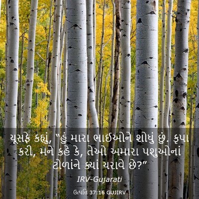 Picture 03 - ઉત્પત્તિ 37:16 GUJIRV - યૂસફે કહ્યું, “હું - Bible Verse Picture