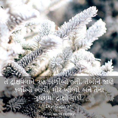Picture 03 - ઉત્પત્તિ 40:10 GUJIRV - તે દ્રાક્ષવેલાને - Bible Verse Picture