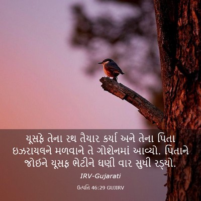 Picture 03 - ઉત્પત્તિ 46:29 GUJIRV - યૂસફે તેના રથ - Bible Verse Picture