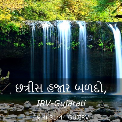 Picture 03 - ગણના 31:44 GUJIRV - છત્રીસ હજાર - Bible Verse Picture