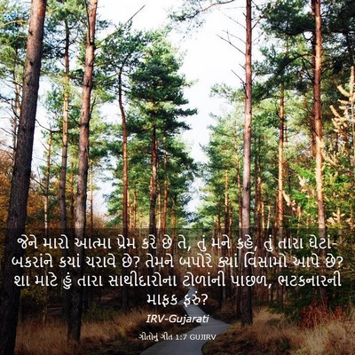 Picture 03 - ગીતોનું ગીત 1:7 GUJIRV - જેને મારો આત્મા - Bible Verse Picture