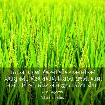 Picture 03 - નિર્ગમન 1:17 GUJIRV - પરંતુ આ દાયણો - Bible Verse Picture