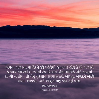 Picture 03 - નિર્ગમન 21:36 GUJIRV - અથવા બળદના - Bible Verse Picture