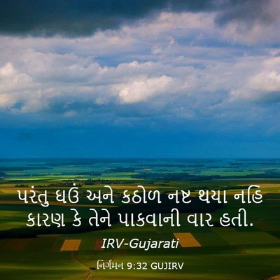 Picture 03 - નિર્ગમન 9:32 GUJIRV - પરંતુ ઘઉં અને કઠોળ - Bible Verse Picture