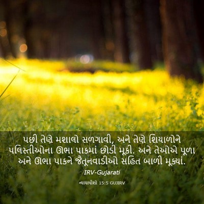 Picture 03 - ન્યાયાધીશો 15:5 GUJIRV - પછી તેણે મશાલો - Bible Verse Picture