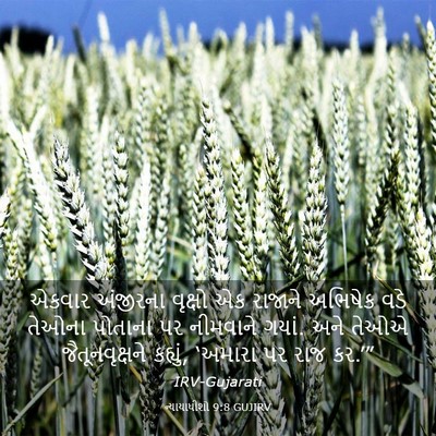 Picture 03 - ન્યાયાધીશો 9:8 GUJIRV - એકવાર અંજીરના - Bible Verse Picture