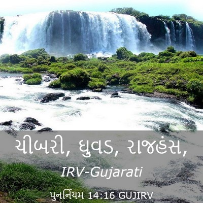 Picture 03 - પુનર્નિયમ 14:16 GUJIRV - ચીબરી, ઘુવડ, - Bible Verse Picture