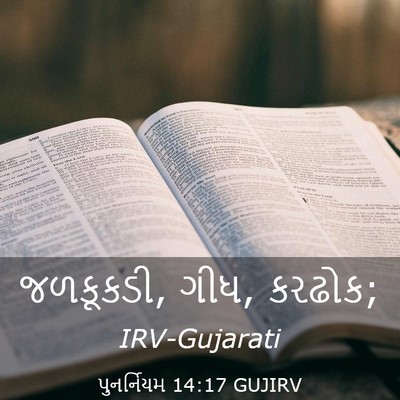 Picture 03 - પુનર્નિયમ 14:17 GUJIRV - જળકૂકડી, ગીધ, - Bible Verse Picture