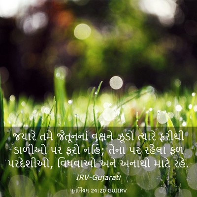 Picture 03 - પુનર્નિયમ 24:20 GUJIRV - જયારે તમે - Bible Verse Picture