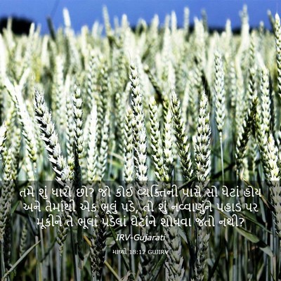 Picture 03 - માથ્થી 18:12 GUJIRV - તમે શું ધારો છો? જો - Bible Verse Picture