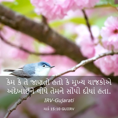 Picture 03 - માર્ક 15:10 GUJIRV - કેમ કે તે જાણતો હતો - Bible Verse Picture