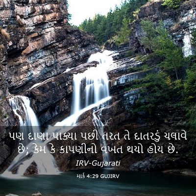 Picture 03 - માર્ક 4:29 GUJIRV - પણ દાણા પાક્યા પછી - Bible Verse Picture