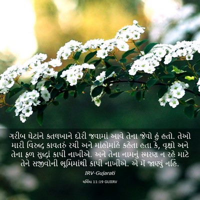 Picture 03 - યર્મિયા 11:19 GUJIRV - ગરીબ ઘેટાંને - Bible Verse Picture