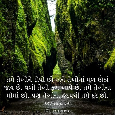 Picture 03 - યર્મિયા 12:2 GUJIRV - તમે તેઓને રોપો છો - Bible Verse Picture