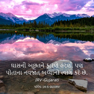Picture 03 - યર્મિયા 14:5 GUJIRV - ઘાસની અછતને કારણે - Bible Verse Picture