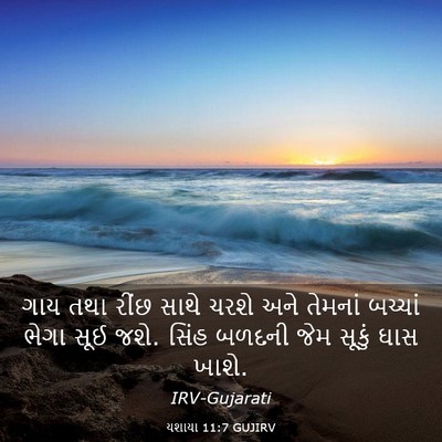 Picture 03 - યશાયા 11:7 GUJIRV - ગાય તથા રીંછ સાથે - Bible Verse Picture