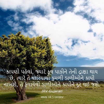 Picture 03 - યશાયા 18:5 GUJIRV - કાપણી પહેલાં, - Bible Verse Picture