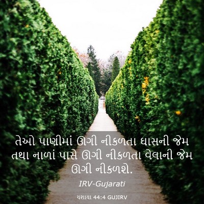 Picture 03 - યશાયા 44:4 GUJIRV - તેઓ પાણીમાં ઊગી - Bible Verse Picture
