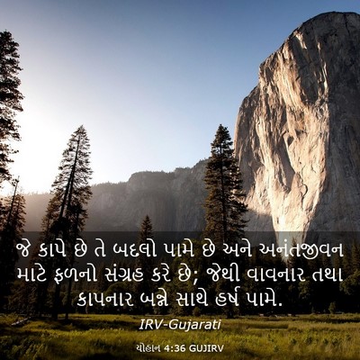 Picture 03 - યોહાન 4:36 GUJIRV - જે કાપે છે તે બદલો - Bible Verse Picture
