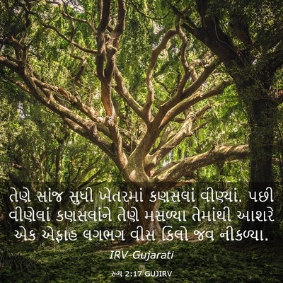 Picture 03 - રૂથ 2:17 GUJIRV - તેણે સાંજ સુધી - Bible Verse Picture
