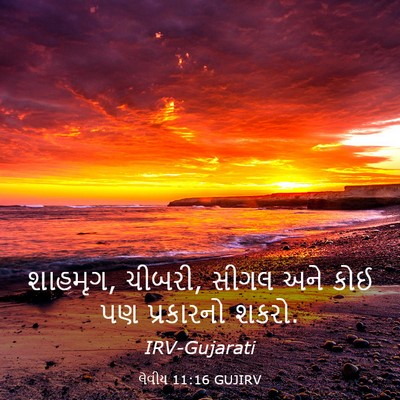 Picture 03 - લેવીય 11:16 GUJIRV - શાહમૃગ, ચીબરી, સીગલ - Bible Verse Picture