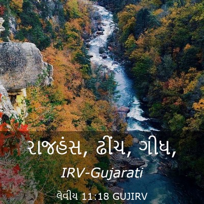Picture 03 - લેવીય 11:18 GUJIRV - રાજહંસ, ઢીંચ, - Bible Verse Picture