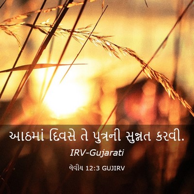 Picture 03 - લેવીય 12:3 GUJIRV - આઠમાં દિવસે તે - Bible Verse Picture