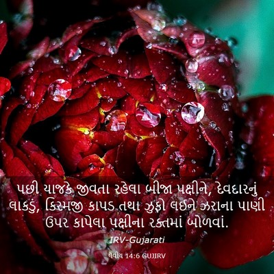 Picture 03 - લેવીય 14:6 GUJIRV - પછી યાજકે જીવતા - Bible Verse Picture
