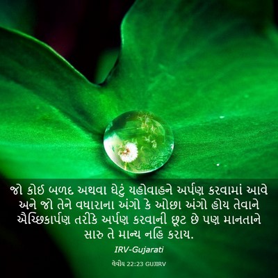 Picture 03 - લેવીય 22:23 GUJIRV - જો કોઈ બળદ અથવા - Bible Verse Picture