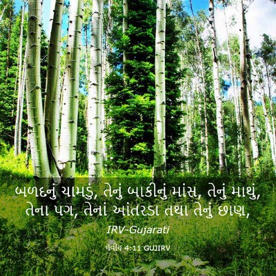 Picture 03 - લેવીય 4:11 GUJIRV - બળદનું ચામડું, - Bible Verse Picture