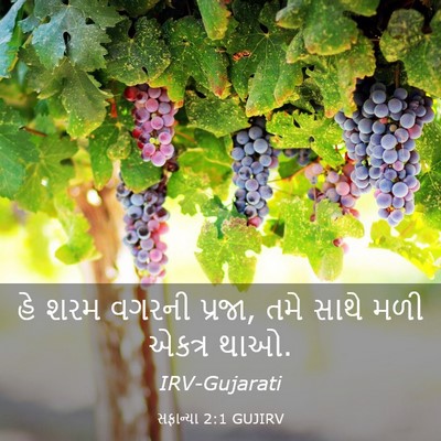 Picture 03 - સફાન્યા 2:1 GUJIRV - હે શરમ વગરની પ્રજા, - Bible Verse Picture