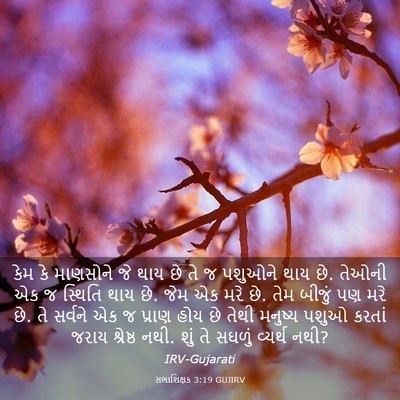 Picture 03 - સભાશિક્ષક 3:19 GUJIRV - કેમ કે માણસોને જે - Bible Verse Picture