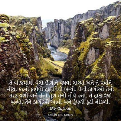 Picture 03 - હઝકિયેલ 17:6 GUJIRV - તે બીજમાંથી વેલો - Bible Verse Picture