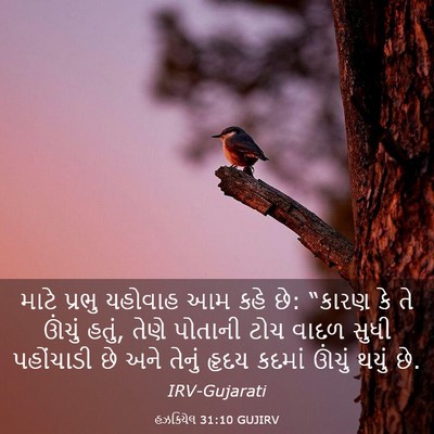 Picture 03 - હઝકિયેલ 31:10 GUJIRV - માટે પ્રભુ યહોવાહ - Bible Verse Picture