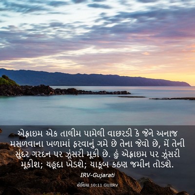 Picture 03 - હોશિયા 10:11 GUJIRV - એફ્રાઇમ એક તાલીમ - Bible Verse Picture