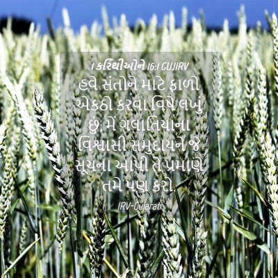 Picture 04 - 1 કરિંથીઓને 16:1 GUJIRV - હવે સંતોને માટે - Bible Verse Picture