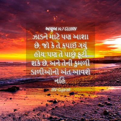 Picture 04 - અયૂબ 14:7 GUJIRV - ઝાડને માટે પણ આશા - Bible Verse Picture