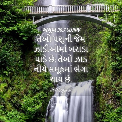 Picture 04 - અયૂબ 30:7 GUJIRV - તેઓ પશુની જેમ - Bible Verse Picture