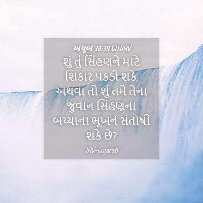 Picture 04 - અયૂબ 38:39 GUJIRV - શું તું સિંહણને - Bible Verse Picture