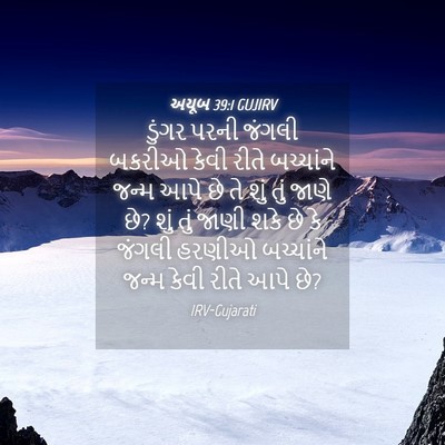 Picture 04 - અયૂબ 39:1 GUJIRV - ડુંગર પરની જંગલી - Bible Verse Picture
