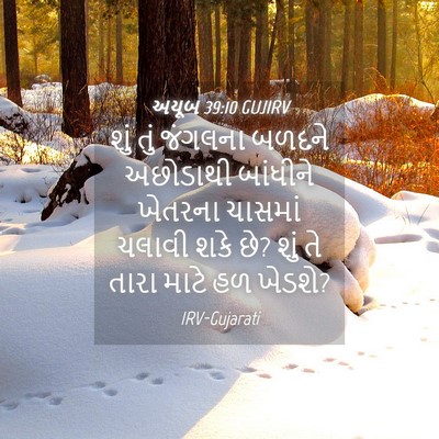 Picture 04 - અયૂબ 39:10 GUJIRV - શું તું જંગલના - Bible Verse Picture