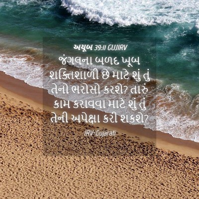 Picture 04 - અયૂબ 39:11 GUJIRV - જંગલના બળદ ખૂબ - Bible Verse Picture