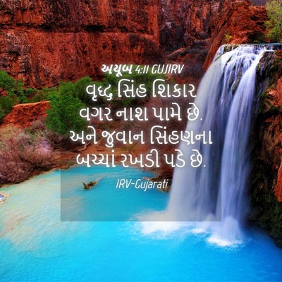 Picture 04 - અયૂબ 4:11 GUJIRV - વૃદ્ધ સિંહ શિકાર - Bible Verse Picture