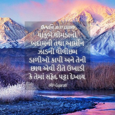 Picture 04 - ઉત્પત્તિ 30:37 GUJIRV - યાકૂબે લીમડાની, - Bible Verse Picture