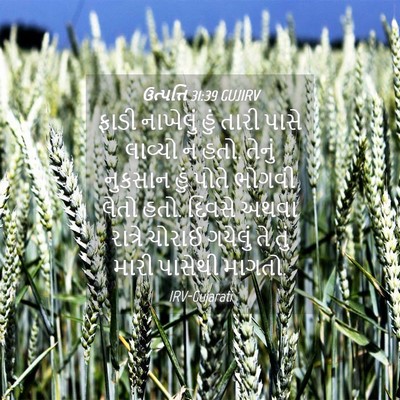 Picture 04 - ઉત્પત્તિ 31:39 GUJIRV - ફાડી નાખેલું હું - Bible Verse Picture